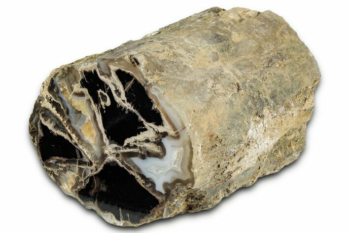 Long Petrified Wood (Schinoxylon) Limb - Blue Forest, Wyoming #344116